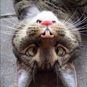 Meet your Posher, Luis